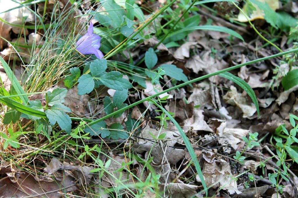 Campanula persicifolia / Campanula con foglie di pesco
